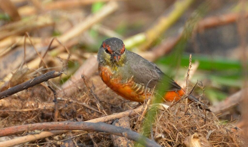 Orange-breasted Waxbilladult, identification