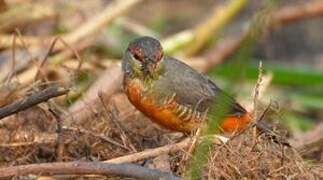 Orange-breasted Waxbill