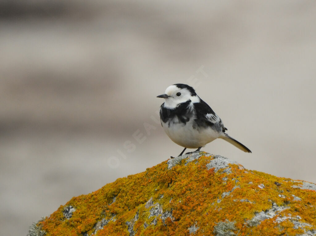 White Wagtail (yarrellii)adult, identification