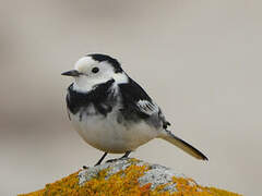 White Wagtail (yarrellii)