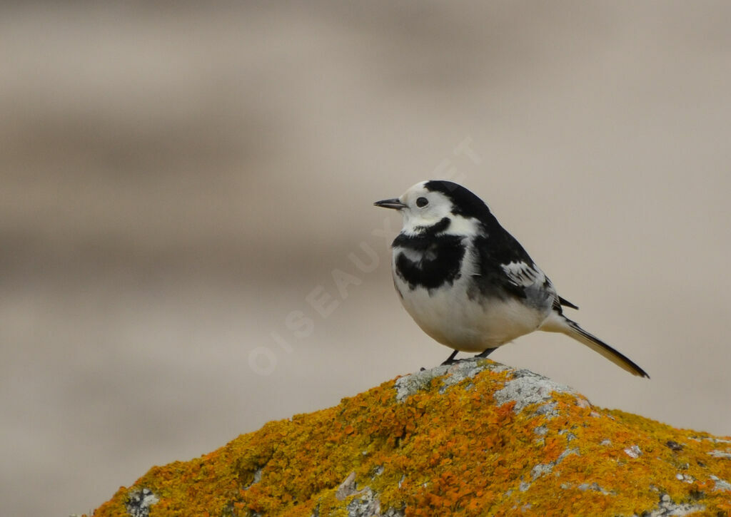 White Wagtail (yarrellii)adult, identification