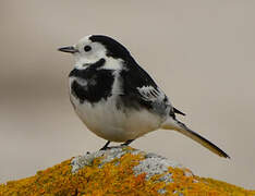 White Wagtail (yarrellii)