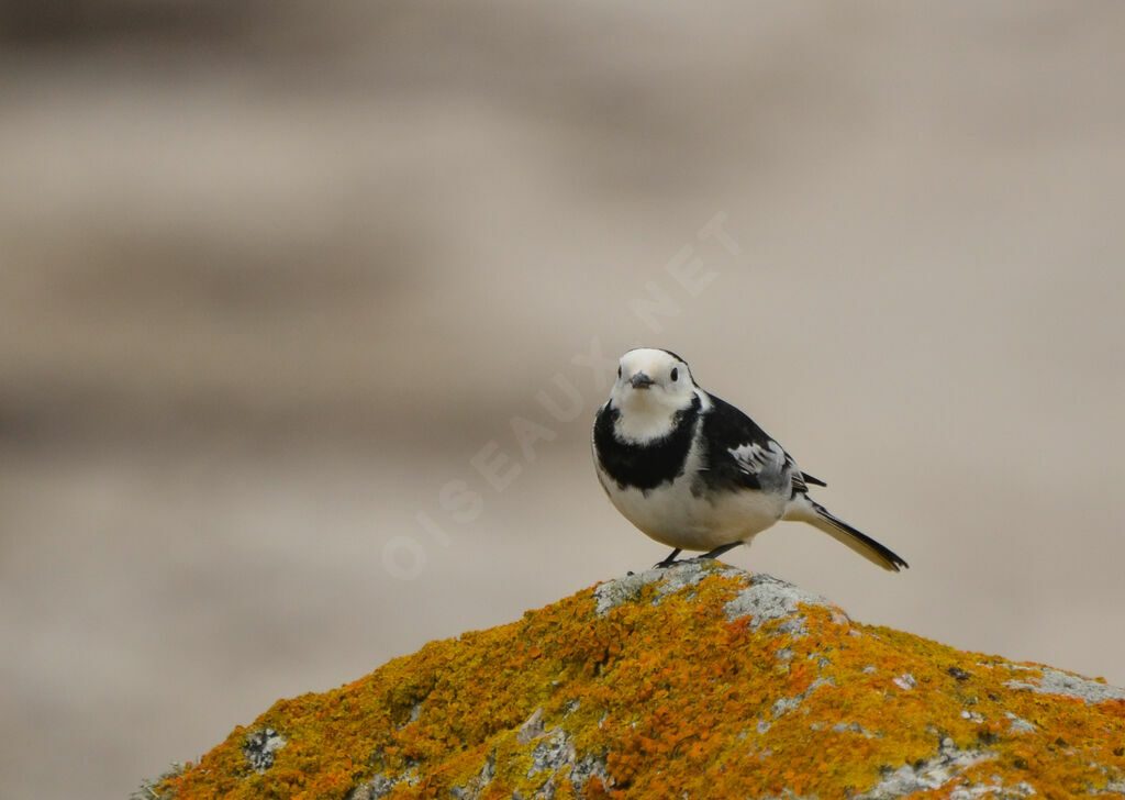 White Wagtail (yarrellii), identification