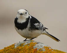 White Wagtail (yarrellii)