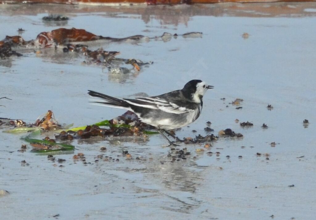 White Wagtail (yarrellii)adult