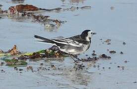 White Wagtail (yarrellii)