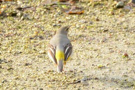 Grey Wagtail