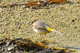 Grey Wagtail