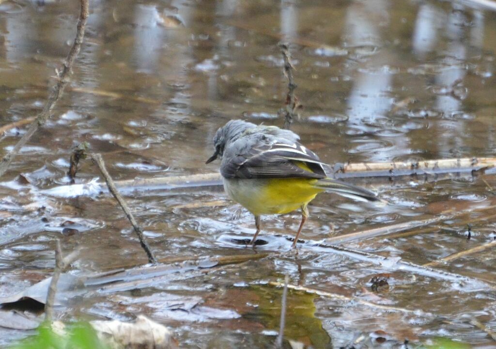 Grey Wagtailadult