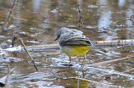 Grey Wagtail