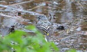 Grey Wagtail