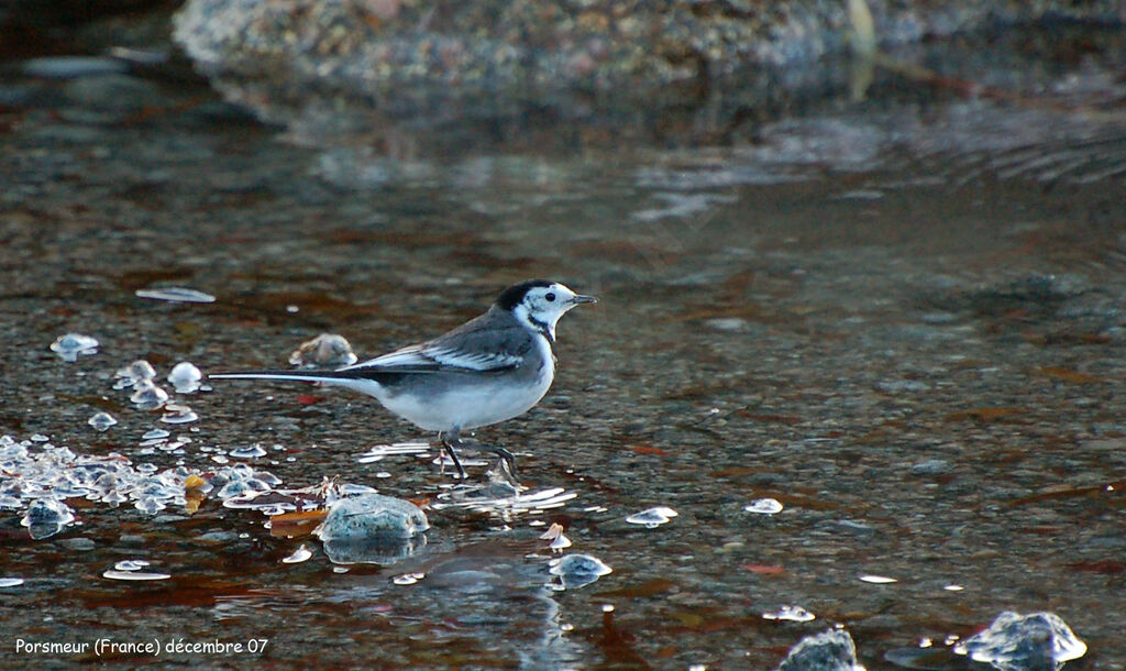 White Wagtail