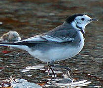 White Wagtail