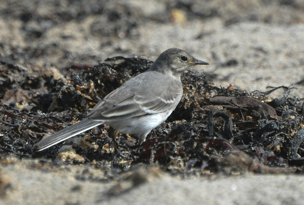 White Wagtailimmature