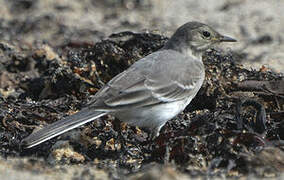 White Wagtail