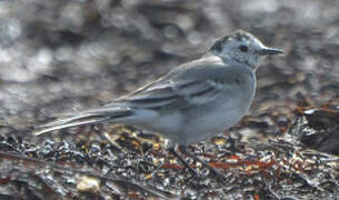 White Wagtail