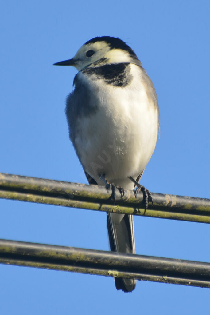 White Wagtail