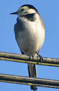 White Wagtail