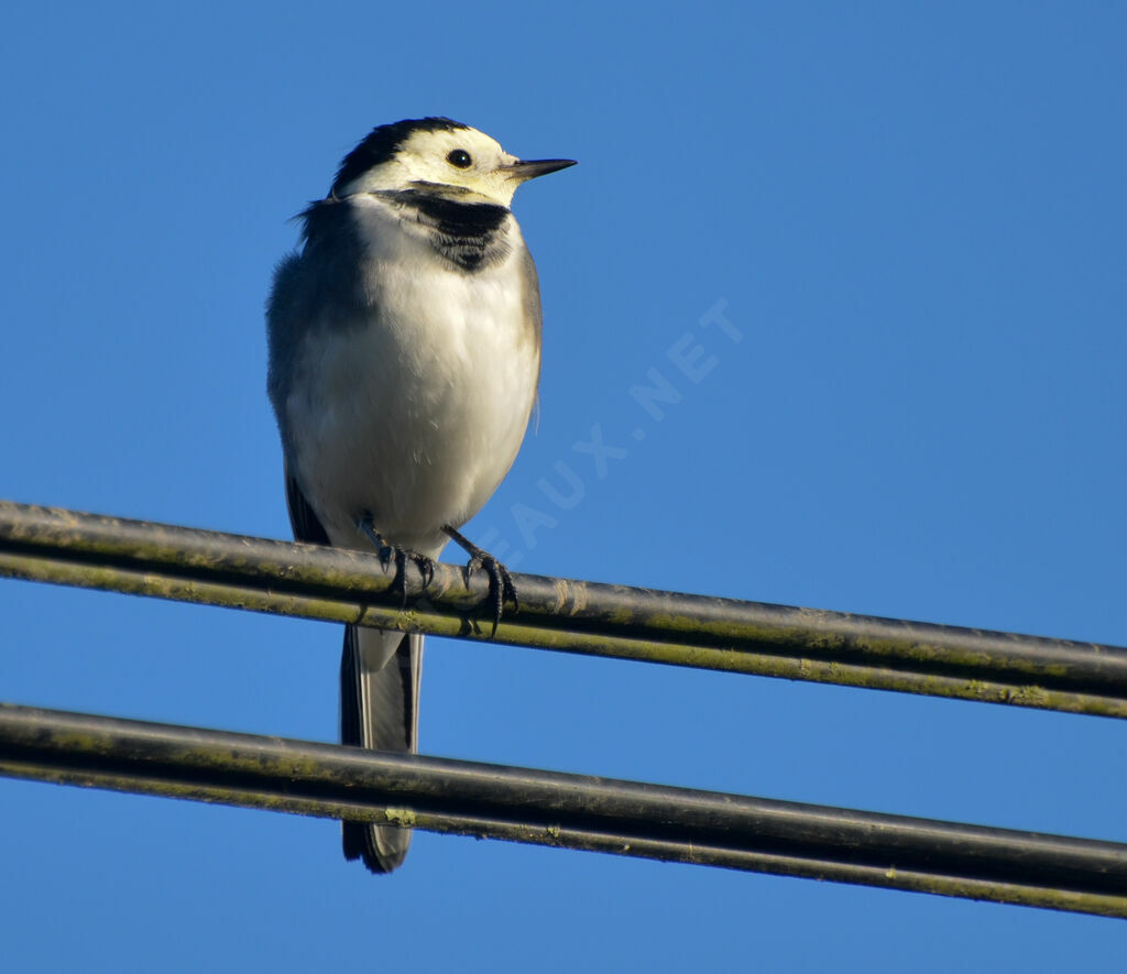 White Wagtail