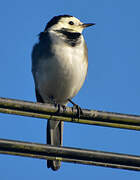 White Wagtail