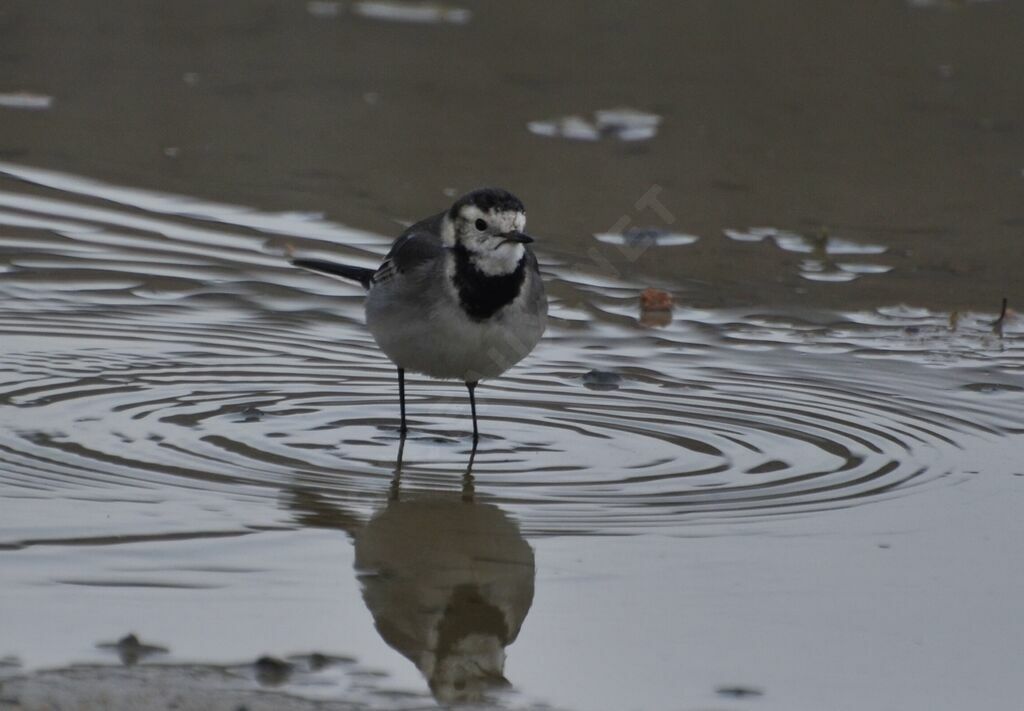 White Wagtailadult post breeding, identification