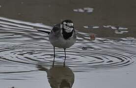 White Wagtail