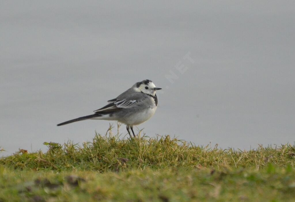 White Wagtailadult post breeding