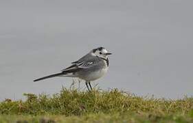 White Wagtail