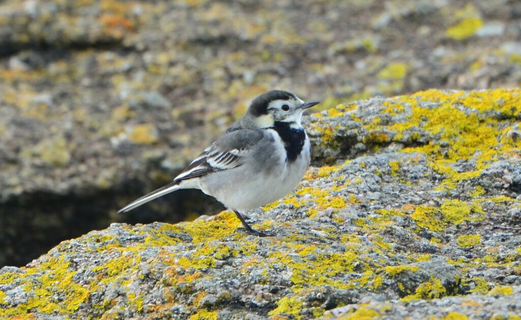 White Wagtailsubadult, identification