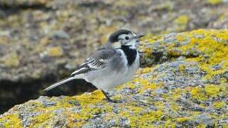 White Wagtail