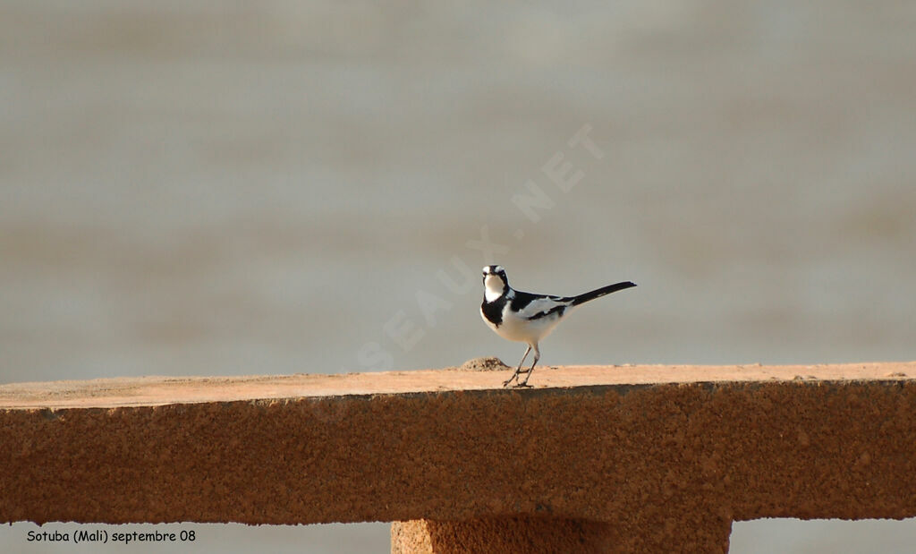 African Pied Wagtail