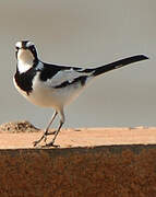 African Pied Wagtail