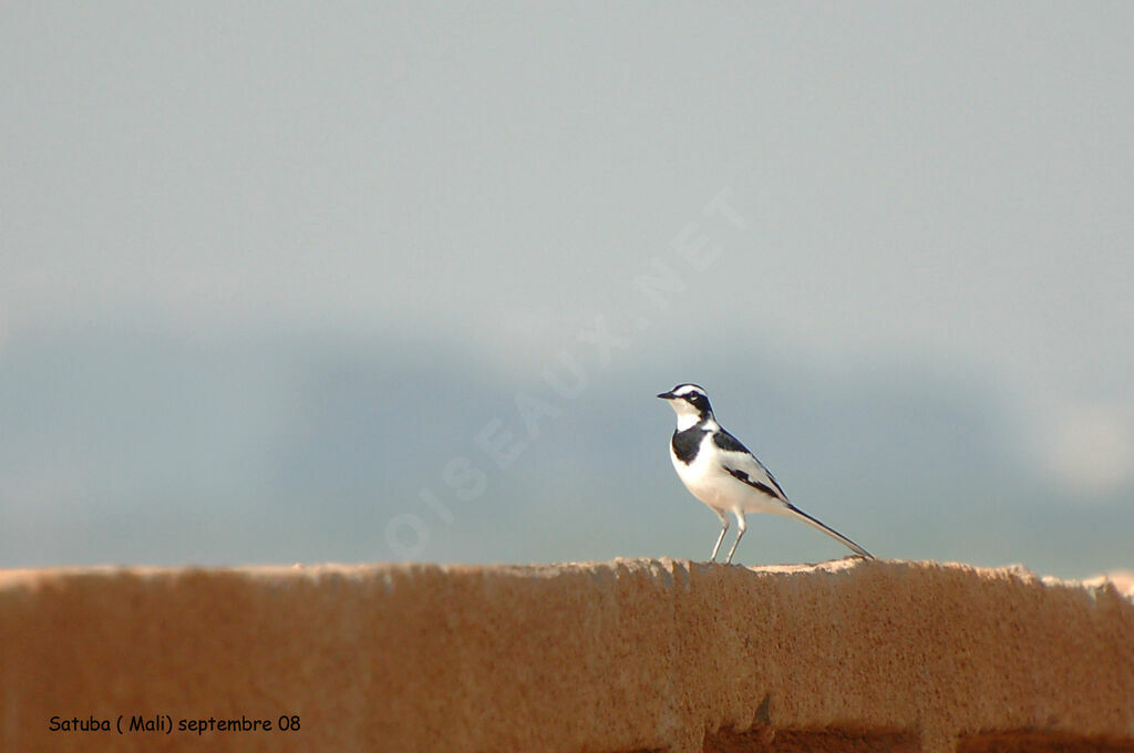 African Pied Wagtail