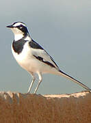 African Pied Wagtail