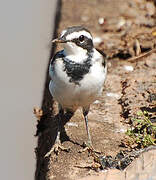 African Pied Wagtail