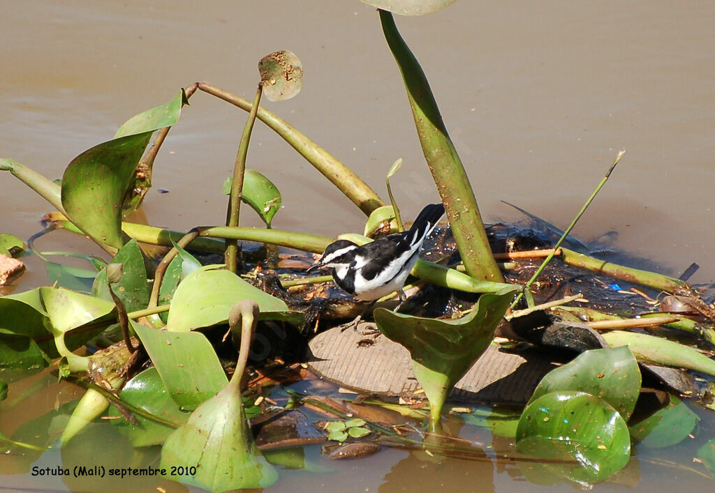 African Pied Wagtailadult