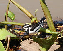 African Pied Wagtail