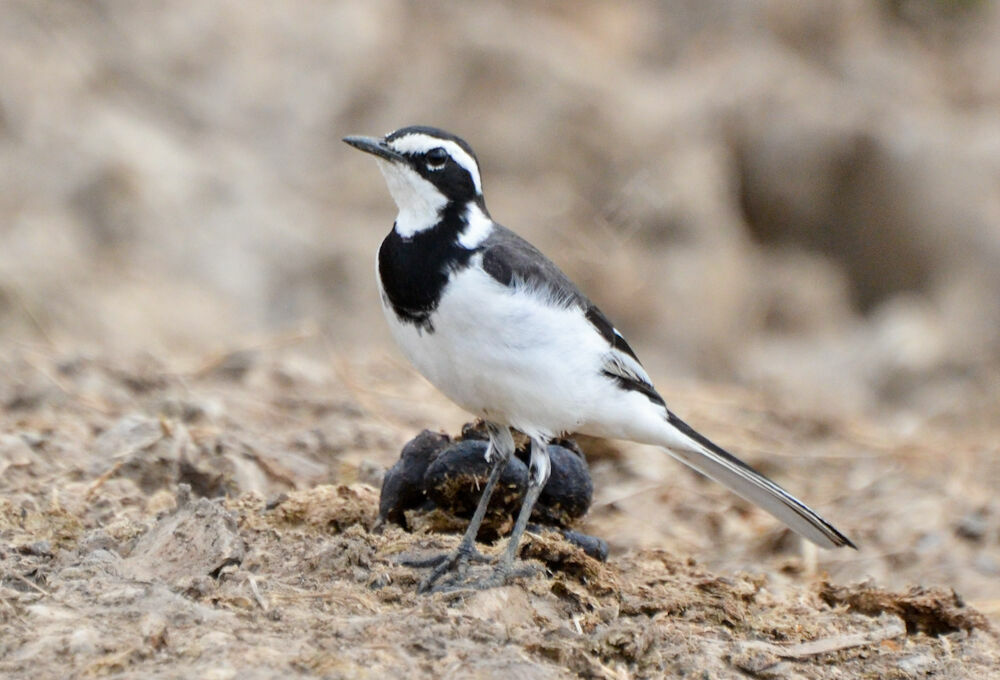 African Pied Wagtailadult, identification