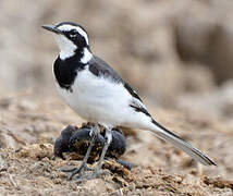 African Pied Wagtail