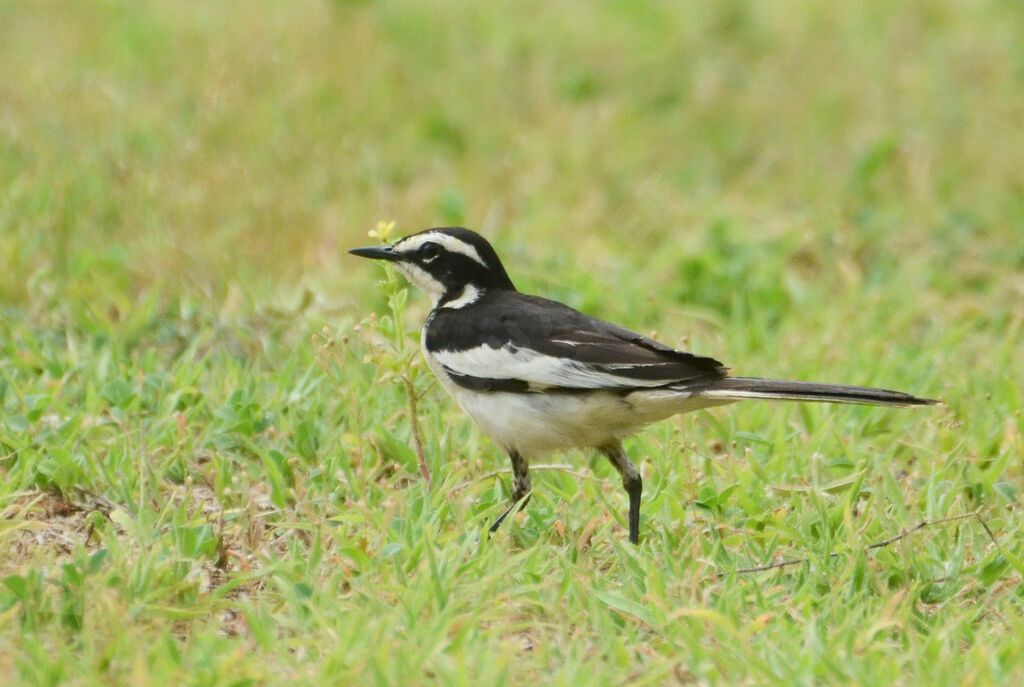 African Pied Wagtailadult, identification