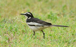 African Pied Wagtail