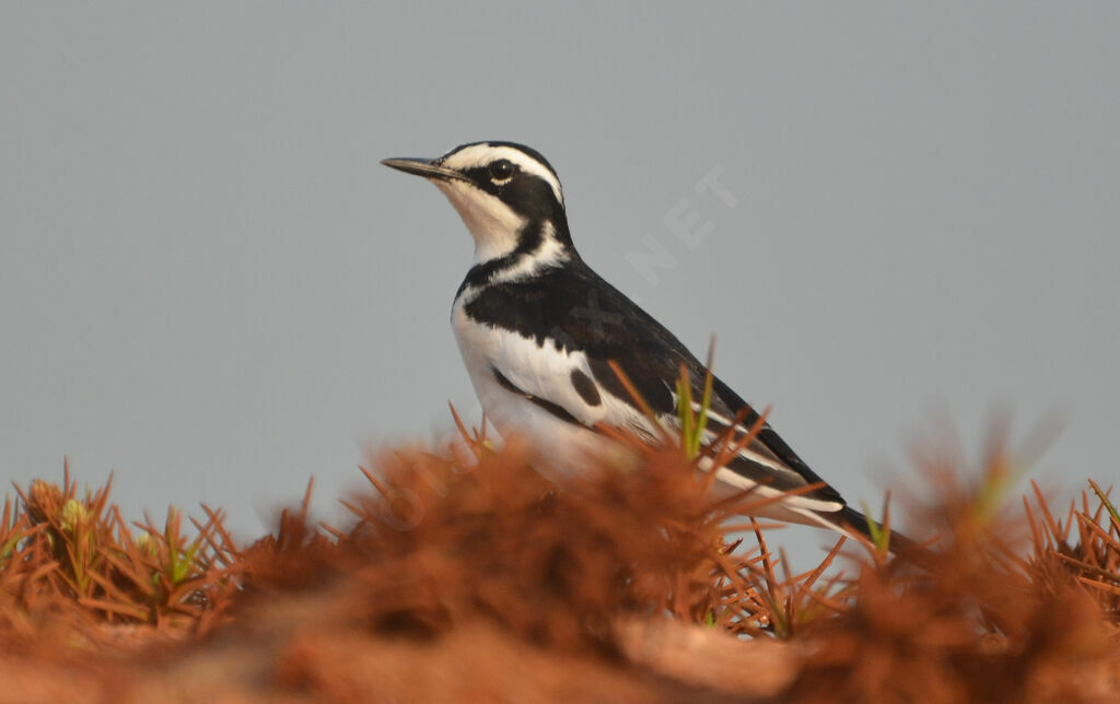 African Pied Wagtailadult, identification