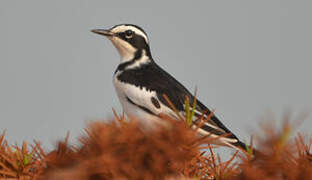 African Pied Wagtail