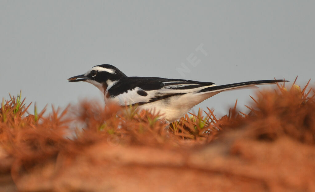 African Pied Wagtailadult, identification