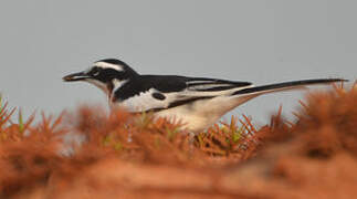 African Pied Wagtail