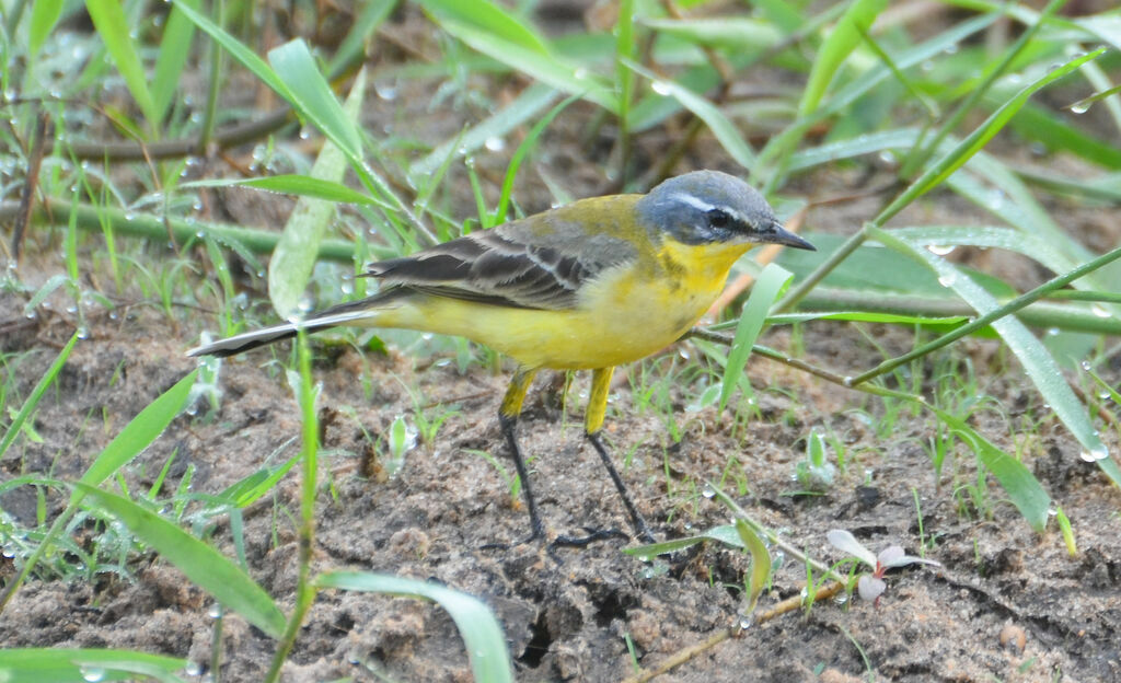 Bergeronnette printanièreadulte, identification