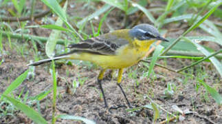 Western Yellow Wagtail