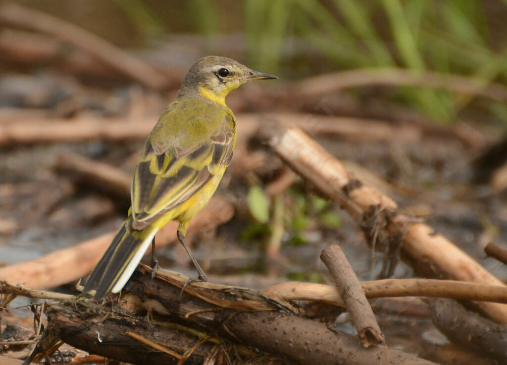 Western Yellow Wagtailsubadult