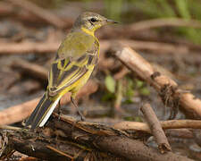 Western Yellow Wagtail