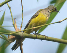 Western Yellow Wagtail